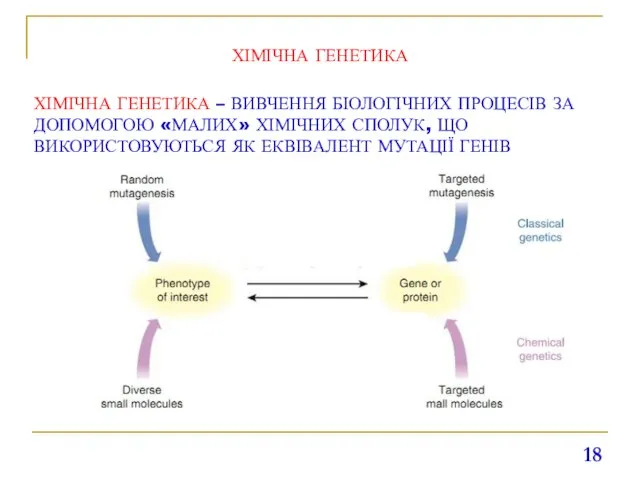 ХІМІЧНА ГЕНЕТИКА ХІМІЧНА ГЕНЕТИКА – ВИВЧЕННЯ БІОЛОГІЧНИХ ПРОЦЕСІВ ЗА ДОПОМОГОЮ «МАЛИХ» ХІМІЧНИХ