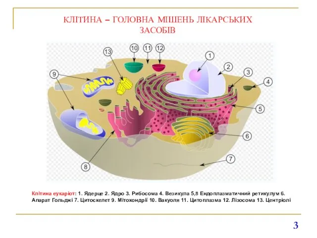 КЛІТИНА – ГОЛОВНА МІШЕНЬ ЛІКАРСЬКИХ ЗАСОБІВ Клітина еукаріот: 1. Ядерце 2. Ядро