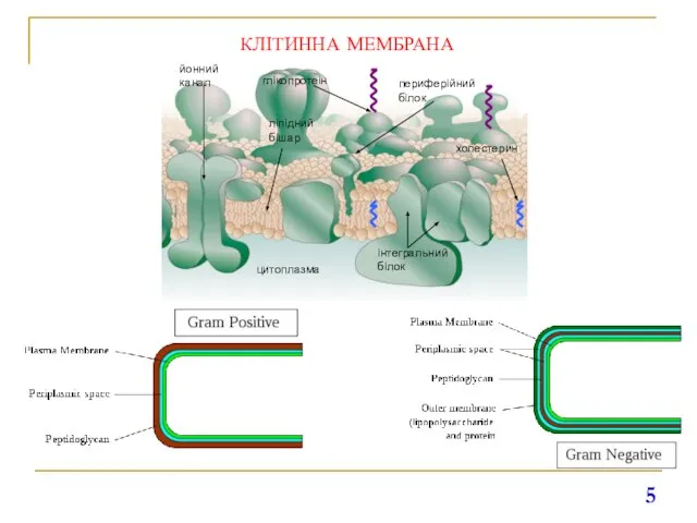 КЛІТИННА МЕМБРАНА