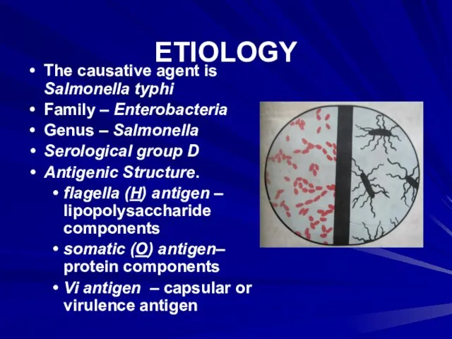 ETIOLOGY The causative agent is Salmonella typhi Family – Enterobacteria Genus –