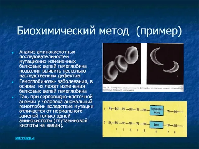 Биохимический метод (пример) Анализ аминокислотных последовательностей мутационно измененных белковых цепей гемоглобина позволил