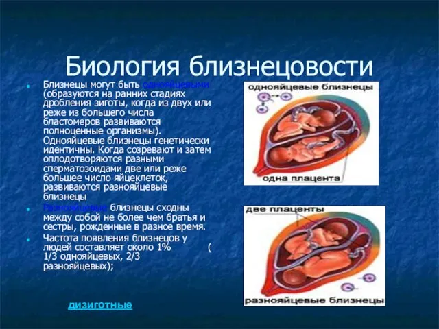 Биология близнецовости Близнецы могут быть однояйцевыми (образуются на ранних стадиях дробления зиготы,