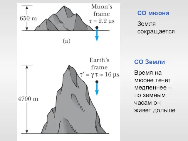 СО мюона Земля сокращается СО Земли Время на мюоне течет медленнее –