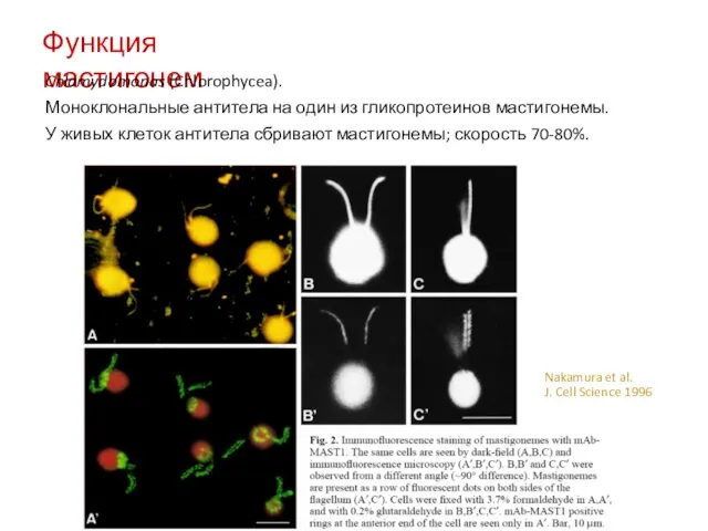 Функция мастигонем Chlamydomonas (Chlorophycea). Моноклональные антитела на один из гликопротеинов мастигонемы. У