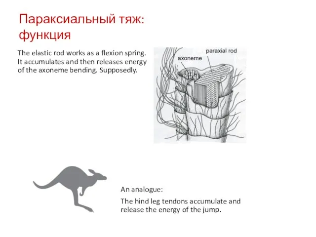 Параксиальный тяж: функция The elastic rod works as a flexion spring. It