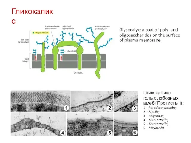 Гликокаликс Гликокаликс голых лобозных амеб (Протисты I): 1 – Paradermamoeba; 2 –