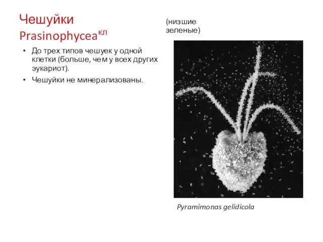 Чешуйки Prasinophyceaкл Pyramimonas gelidicola До трех типов чешуек у одной клетки (больше,