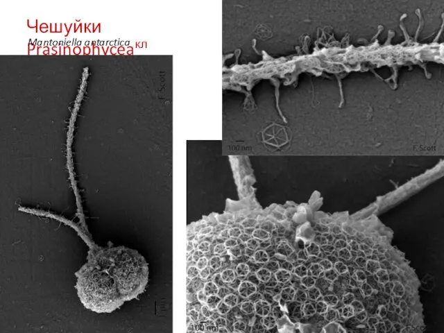 Чешуйки Prasinophyceaкл Mantoniella antarctica