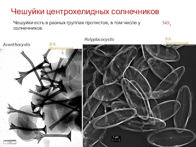 Чешуйки центрохелидных солнечников Acanthocystis Polyplacocystis В.В. Златогурский SiO2 Чешуйки есть в разных