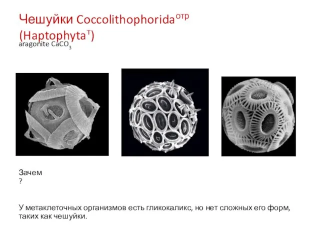 Чешуйки Coccolithophoridaотр (Haptophytaт) aragonite CaCO3 Зачем? У метаклеточных организмов есть гликокаликс, но