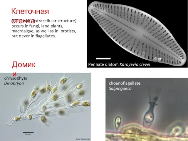 Клеточная стенка A cell wall (extracellular structure) occurs in fungi, land plants,