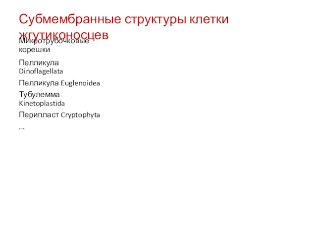 Субмембранные структуры клетки жгутиконосцев Пелликула Dinoflagellata Пелликула Euglenoidea Тубулемма Kinetoplastida Перипласт Cryptophyta ... Микротрубочковые корешки