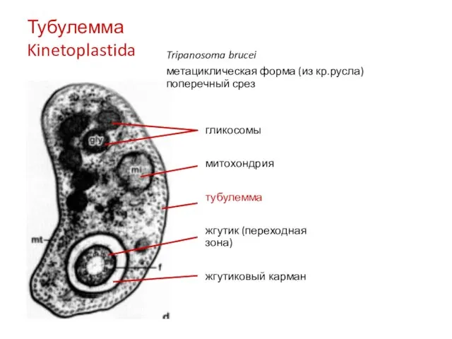 Тубулемма Kinetoplastida Tripanosoma brucei метациклическая форма (из кр.русла) поперечный срез гликосомы митохондрия