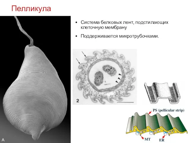 Пелликула эвгленовых Система белковых лент, подстилающих клеточную мембрану Поддерживается микротрубочками.