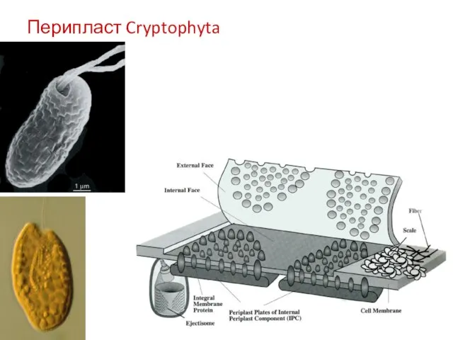 Перипласт Cryptophyta