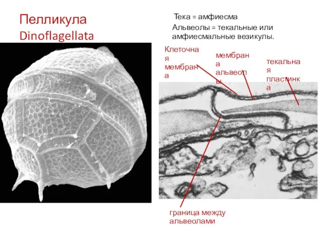 Пелликула Dinoflagellata Тека = амфиесма Альвеолы = текальные или амфиесмальные везикулы. текальная