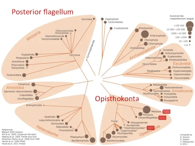 Posterior flagellum Opisthokonta