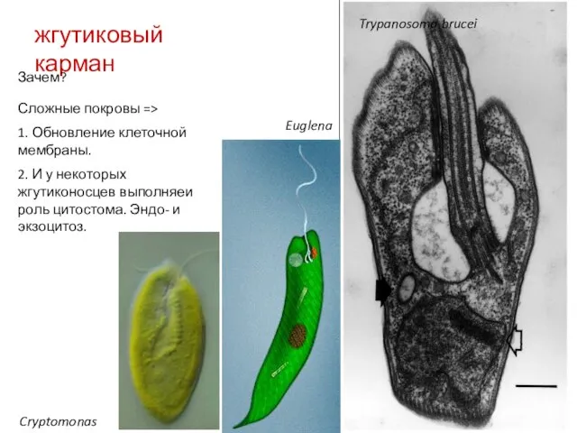 жгутиковый карман Trypanosoma brucei Cryptomonas Euglena Сложные покровы => 1. Обновление клеточной