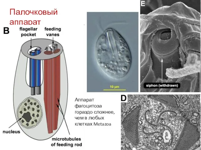 Палочковый аппарат Аппарат фагоцитоза гораздо сложнее, чем в любых клетках Metazoa