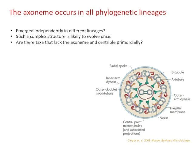 Emerged independently in different lineages? Such a complex structure is likely to