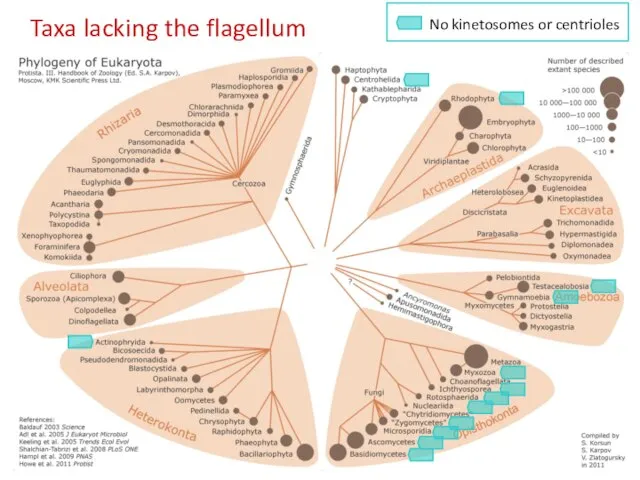 Taxa lacking the flagellum