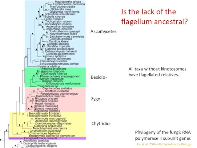 Is the lack of the flagellum ancestral? Liu et al. 2006 BMC