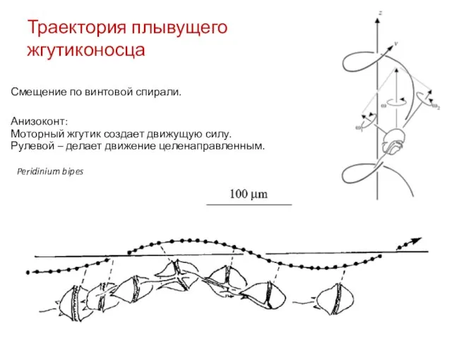 Траектория плывущего жгутиконосца Peridinium bipes Смещение по винтовой спирали. Анизоконт: Моторный жгутик