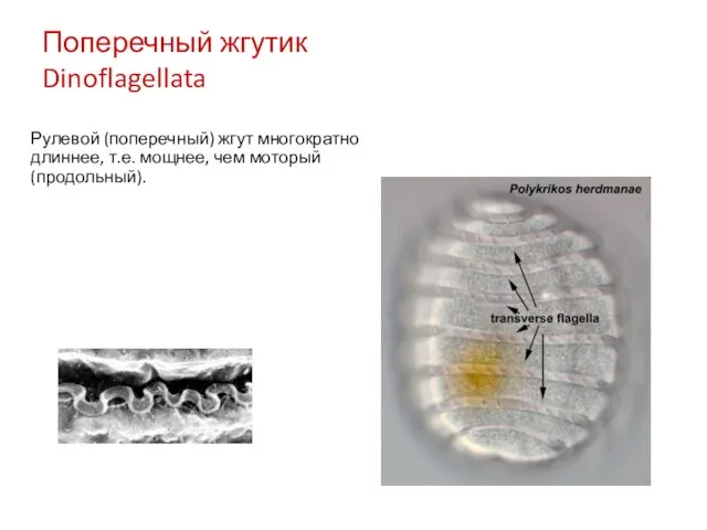 Поперечный жгутик Dinoflagellata Рулевой (поперечный) жгут многократно длиннее, т.е. мощнее, чем моторый (продольный).