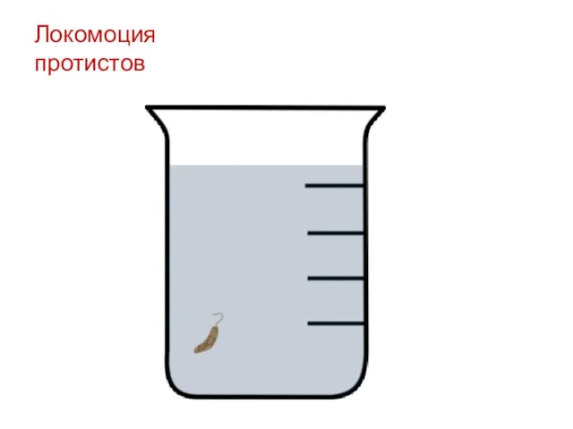 Локомоция протистов