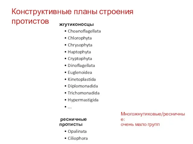 Конструктивные планы строения протистов ресничные протисты Opalinata Ciliophora жгутиконосцы Choanoflagellata Chlorophyta Chrysophyta