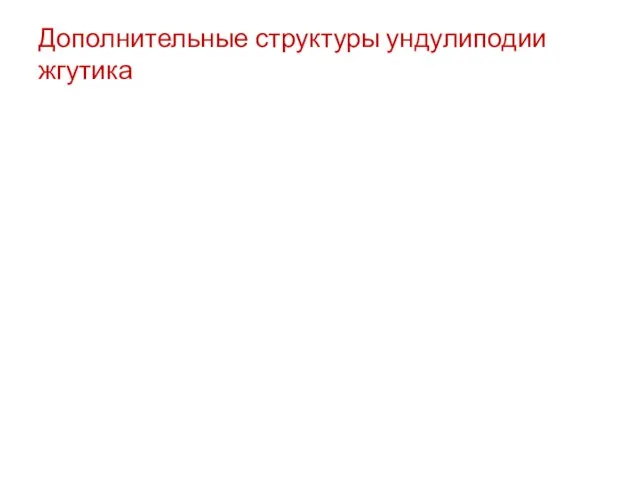 Дополнительные структуры ундулиподии жгутика