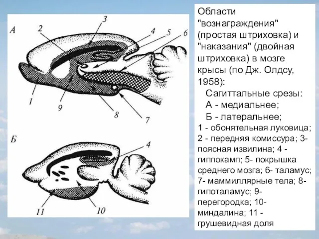 Области "вознаграждения" (простая штриховка) и "наказания" (двойная штриховка) в мозге крысы (по