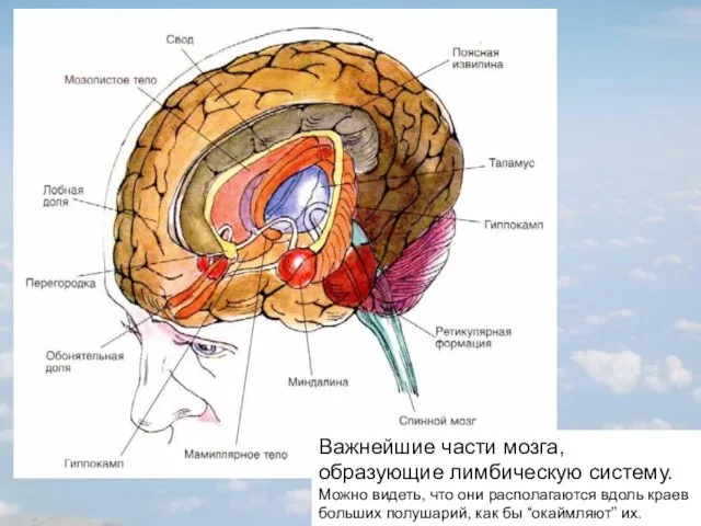Важнейшие части мозга, образующие лимбическую систему. Можно видеть, что они располагаются вдоль