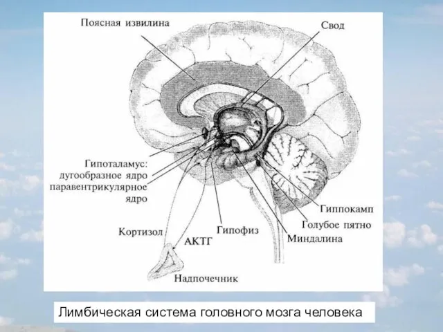 Лимбическая система головного мозга человека