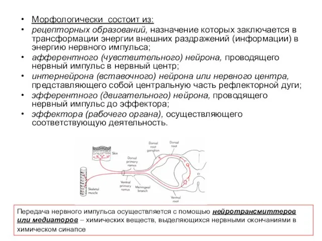 Морфологически состоит из: рецепторных образований, назначение которых заключается в трансформации энергии внешних