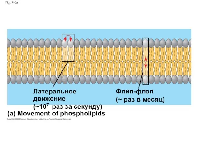 Fig. 7-5a (a) Movement of phospholipids Латеральное движение (~107 раз за секунду)