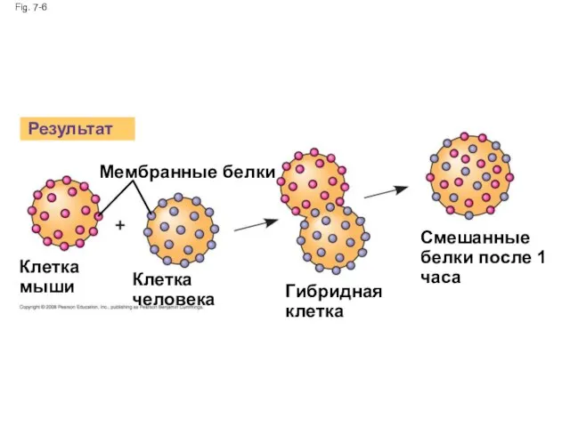 Fig. 7-6 Результат Мембранные белки Клетка мыши Клетка человека Гибридная клетка Смешанные белки после 1 часа