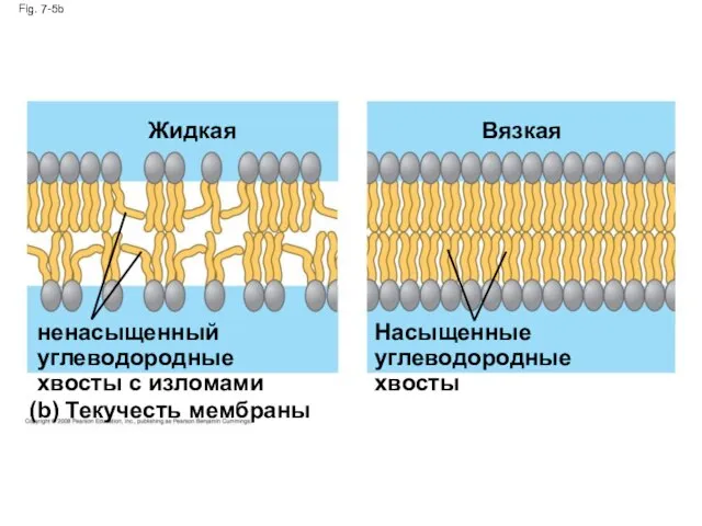 Fig. 7-5b (b) Текучесть мембраны Жидкая ненасыщенный углеводородные хвосты с изломами Вязкая Насыщенные углеводородные хвосты