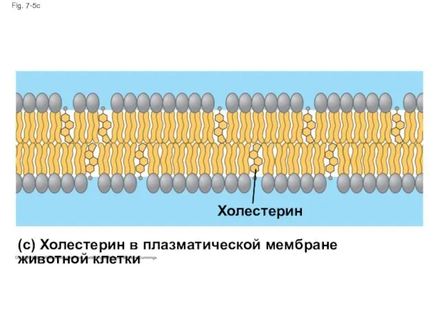 Fig. 7-5c Холестерин (c) Холестерин в плазматической мембране животной клетки