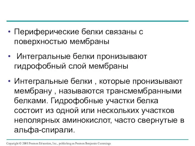 Периферические белки связаны с поверхностью мембраны Интегральные белки пронизывают гидрофобный слой мембраны