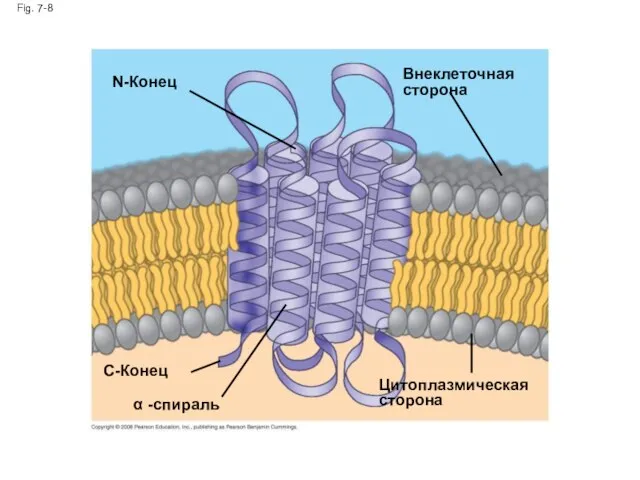 Fig. 7-8 N-Конец C-Конец α -спираль Цитоплазмическая сторона Внеклеточная сторона