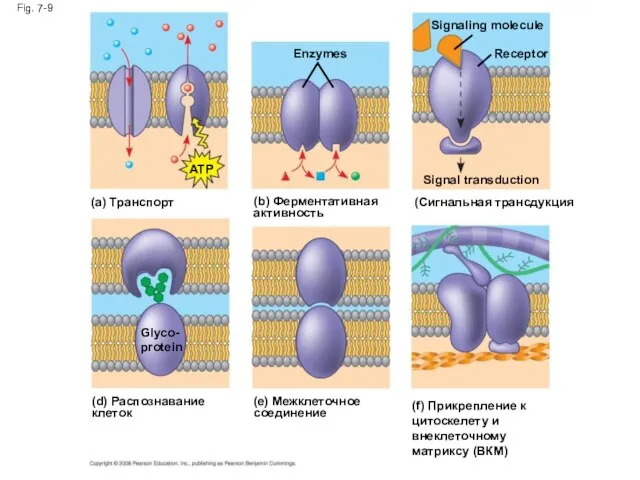 Fig. 7-9 (a) Транспорт ATP (b) Ферментативная активность Enzymes (Сигнальная трансдукция Signal