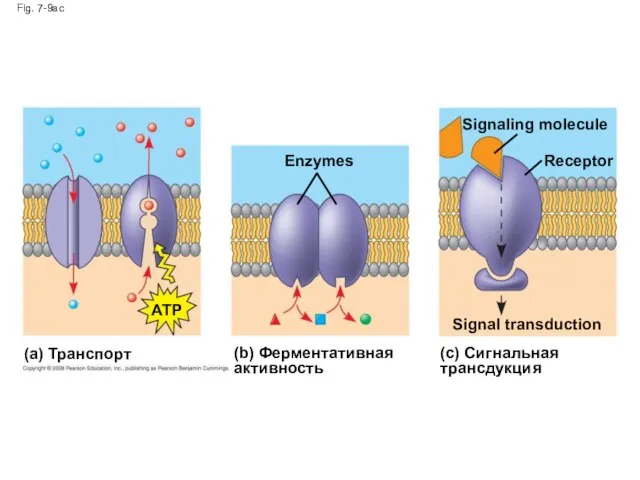 Fig. 7-9ac (a) Транспорт (b) Ферментативная активность (c) Сигнальная трансдукция ATP Enzymes