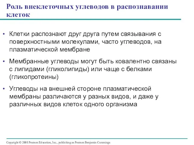 Роль внеклеточных углеводов в распознавании клеток Клетки распознают друг друга путем связывания