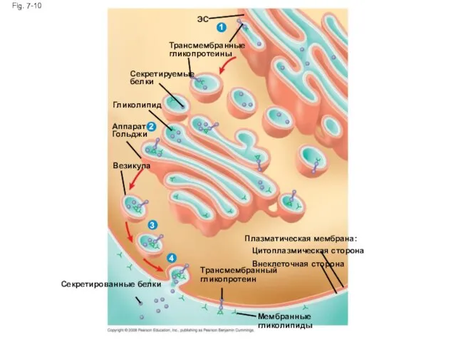 Fig. 7-10 ЭС 1 Трансмембранные гликопротеины Секретируемые белки Гликолипид 2 Аппарат Гольджи