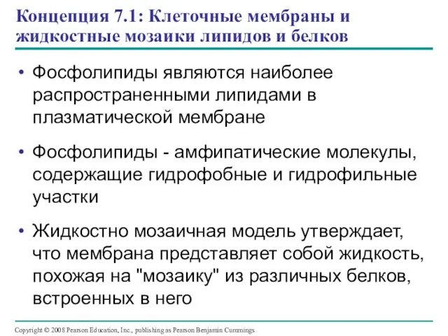 Концепция 7.1: Клеточные мембраны и жидкостные мозаики липидов и белков Фосфолипиды являются