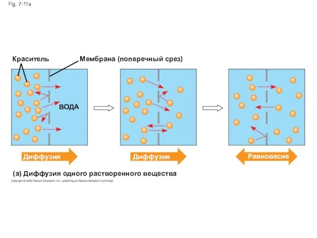 Краситель Fig. 7-11a Мембрана (поперечный срез) ВОДА Диффузия Диффузия (a) Диффузия одного растворенного вещества Равновесие