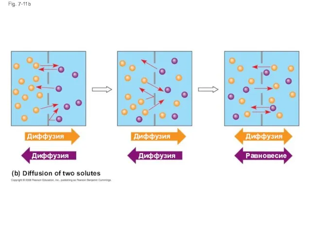 (b) Diffusion of two solutes Fig. 7-11b Диффузия Диффузия Диффузия Диффузия Диффузия Равновесие