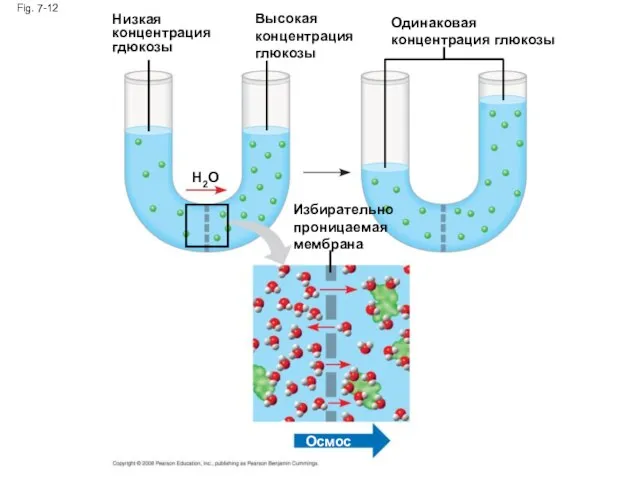 Низкая концентрация гдюкозы Fig. 7-12 H2O Высокая концентрация глюкозы Избирательно проницаемая мембрана Одинаковая концентрация глюкозы Осмос