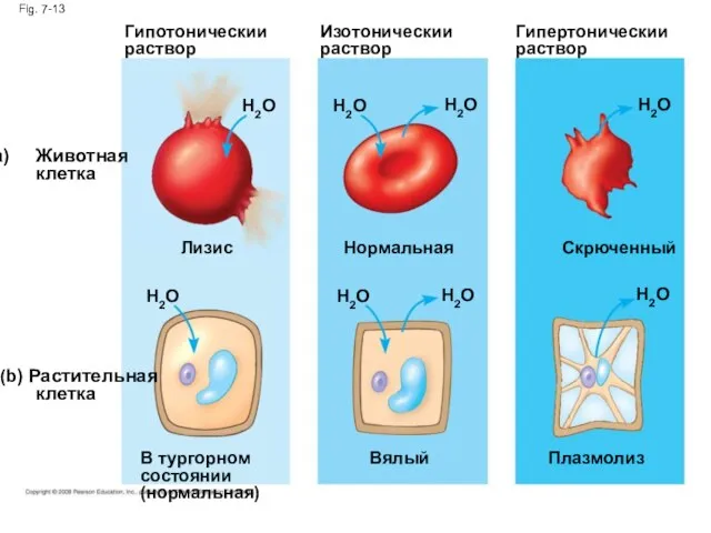 Fig. 7-13 Гипотоническии раствор Животная клетка (b) Растительная клетка H2O Лизис H2O